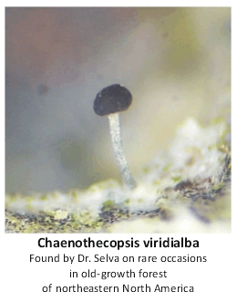 Photo of the Chaenothecopsis viridialba lichen found by Dr. Selva on rare occasions in old-growth forest of northeastern North America.