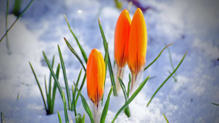 Spring flowers emerge through remnants of snow